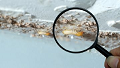 Three Mile Island Termite Removal